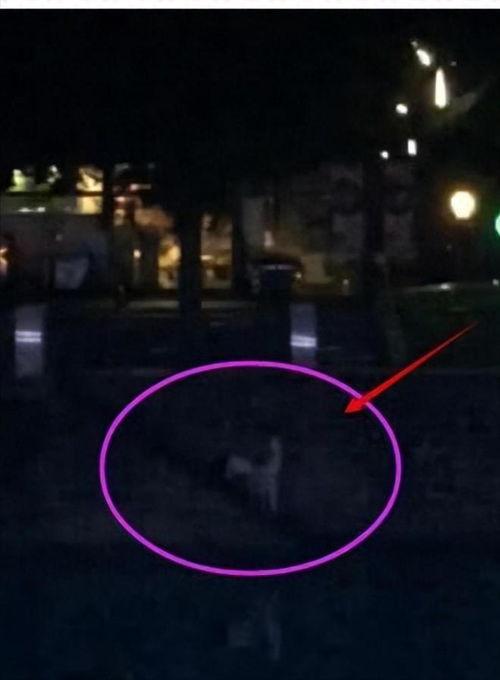 成都九眼桥事件视频,深夜冲突背后的真相与反思