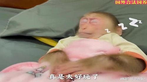 小猴尿床视频,揭秘动物世界的奇妙现象