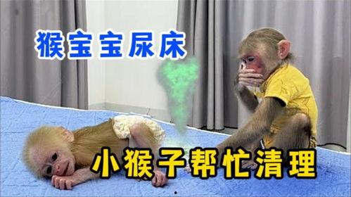 小猴尿床视频,揭秘动物世界的奇妙现象