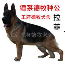 德牧犬舍视频,忠诚守护者的温馨家园