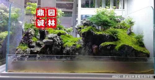 假山盆景视频,一盆一景,自然与艺术的完美融合