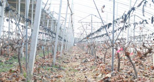 二年葡萄剪枝视频,二年生葡萄树高效管理指南