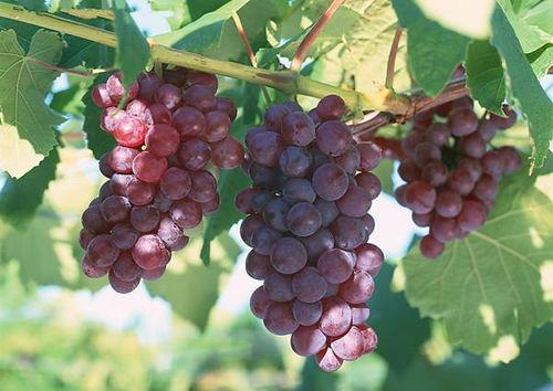 二年葡萄剪枝视频,二年生葡萄树高效管理指南