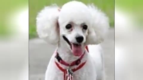 人与狗的视频大全,人与狗狗温馨互动集锦