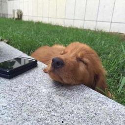 人与狗的视频大全,人与狗狗温馨互动集锦