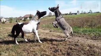 驴和马交配视频